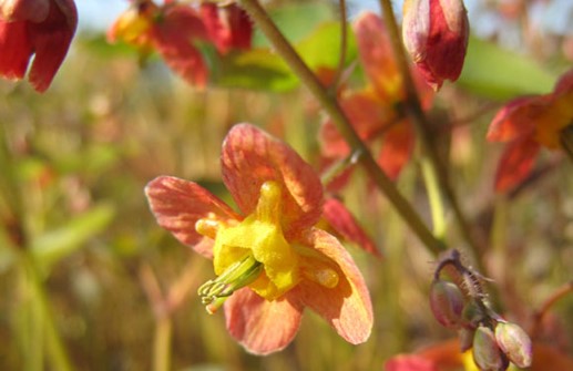 Kopparröd sockblomma,, blomma